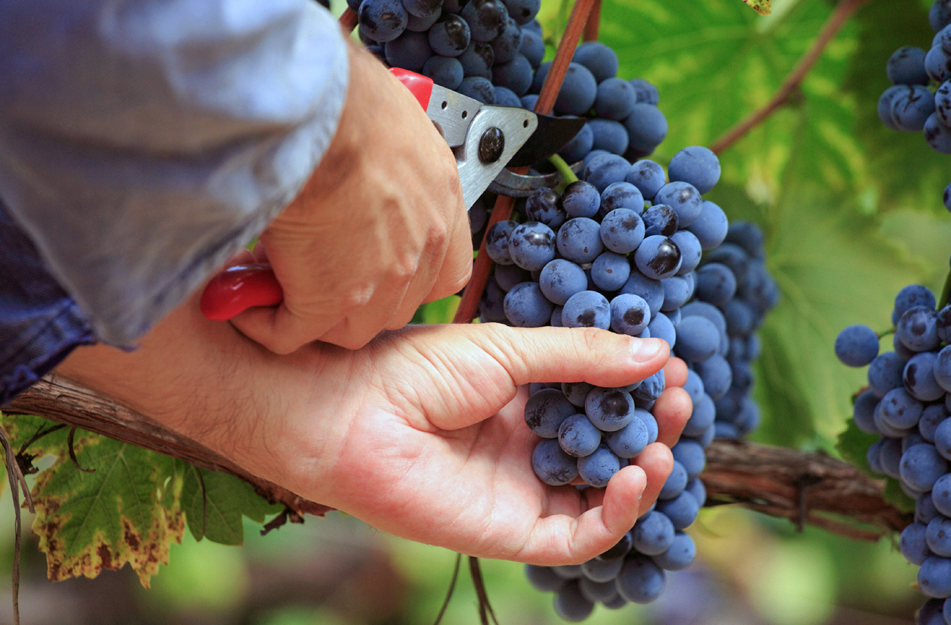 Weinbergtour mit Verkostung in Zürich Unkategorisiert online kaufen Weinbergtour mit Verkostung in Zürich Unkategorisiert online kaufen