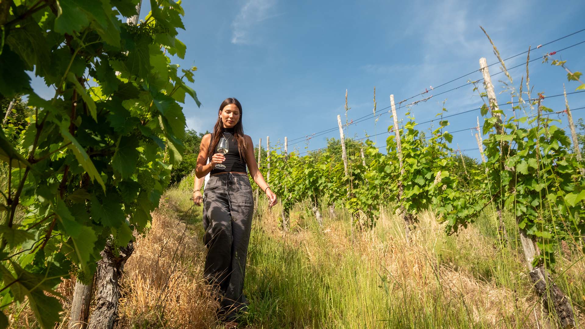 Weinbergwanderung mit Weinverkostung in Rheinland-Pfalz Igel Unkategorisiert online kaufen Weinbergwanderung mit Weinverkostung in Rheinland-Pfalz Igel Unkategorisiert online kaufen