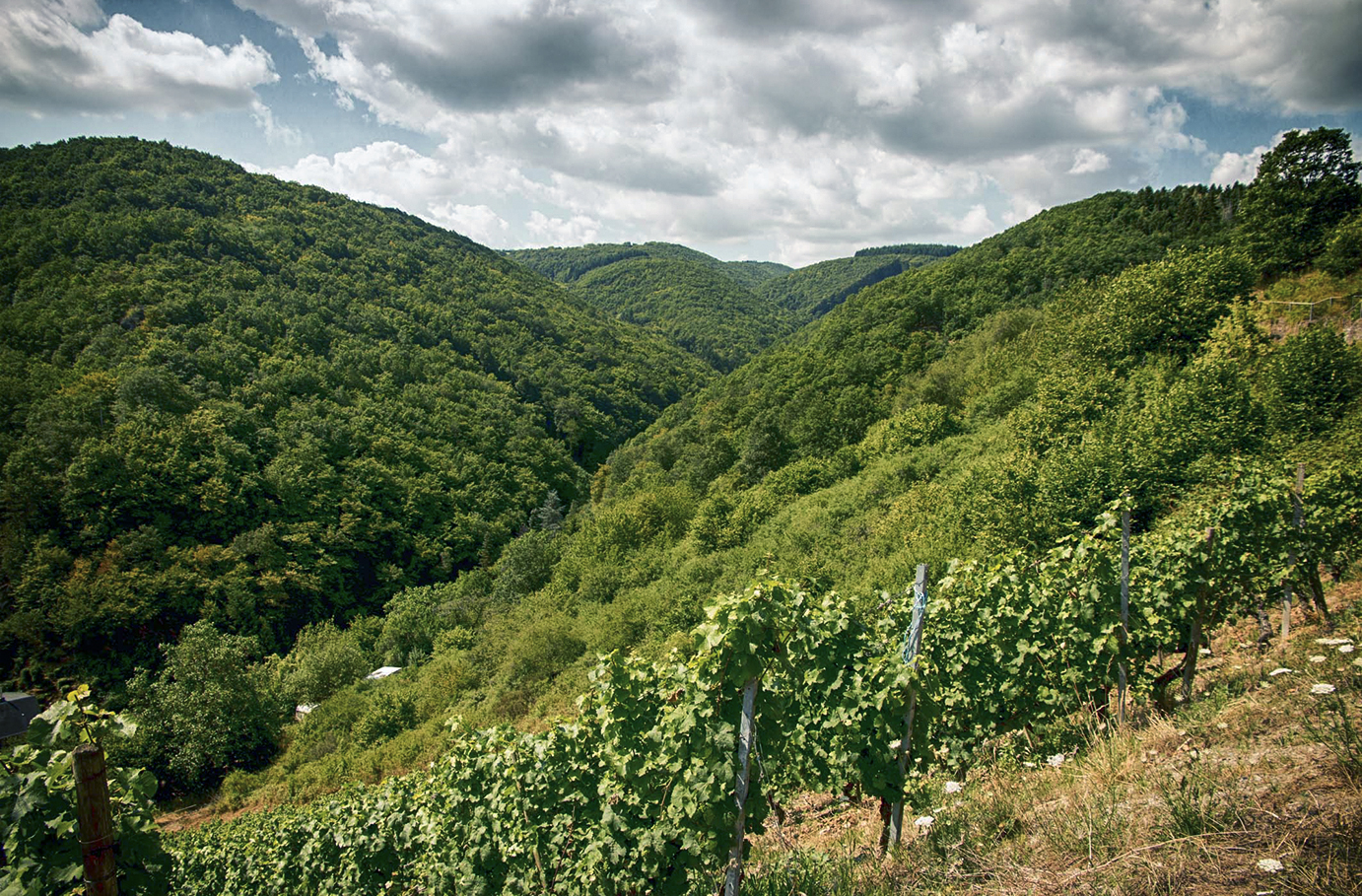 Weinbergwanderung Oberwesel Unkategorisiert online kaufen Weinbergwanderung Oberwesel Unkategorisiert online kaufen