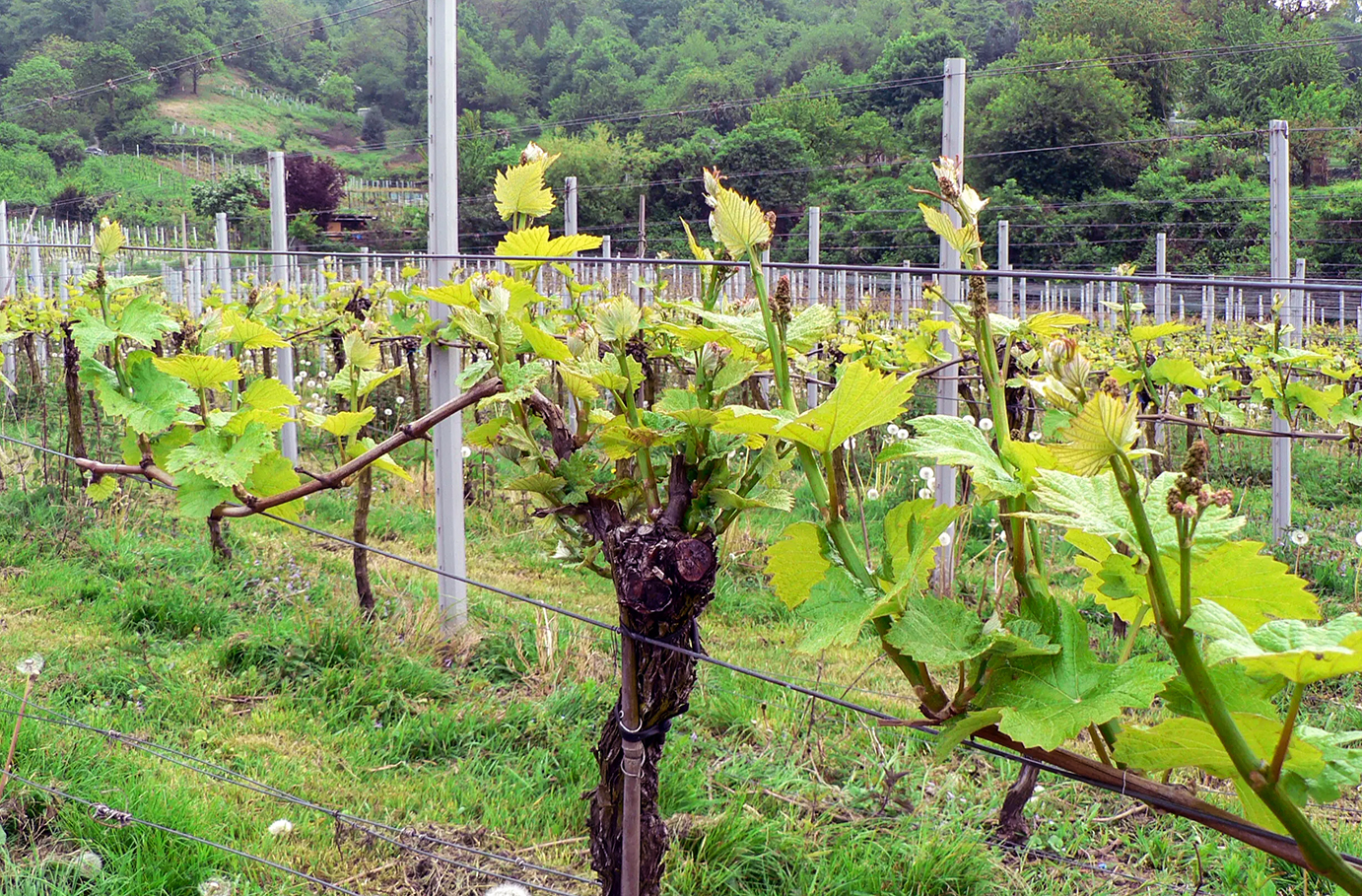 Weinbergwanderung Schriesheim mit Rebschnitt Unkategorisiert online kaufen Weinbergwanderung Schriesheim mit Rebschnitt Unkategorisiert online kaufen