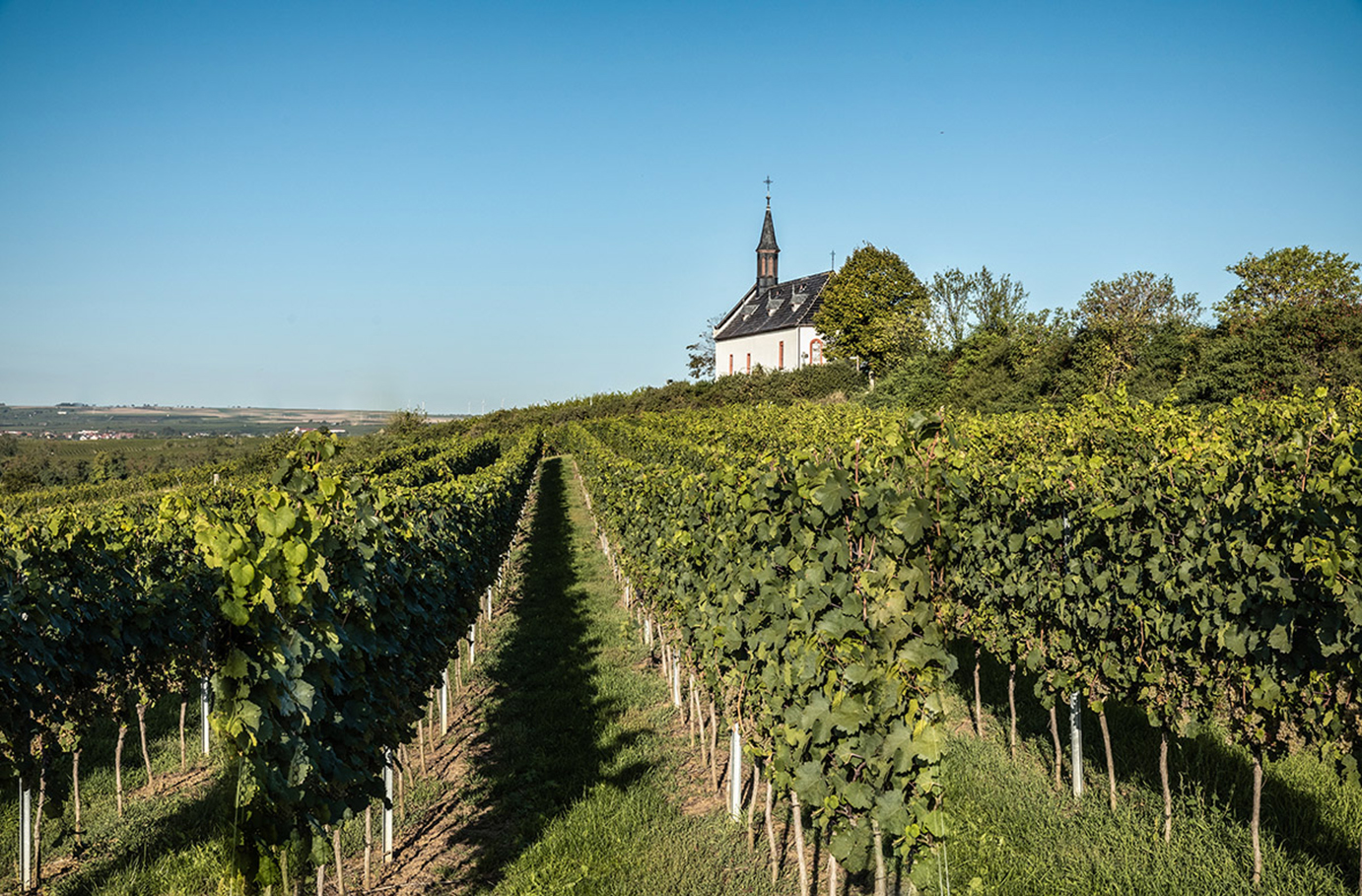Weinbergwanderung Worms Unkategorisiert online kaufen